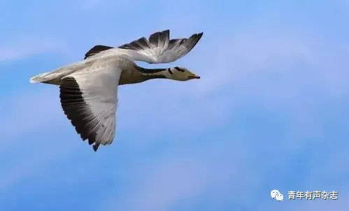640-1 风语:孤雁